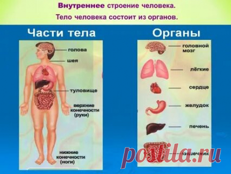 ВСЁ СТРОЕНИЕ ЧЕЛОВЕКА: 2 тыс изображений найдено в Яндекс Картинках