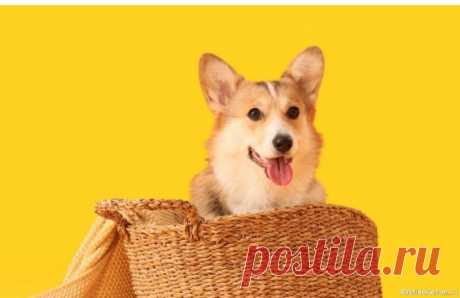 10 «сюрпризов», которые ждут вас в жизни с собакой Уборка станет вашим новым хоббиВы думаете, что знаете, что такое шерсть? Подождите, пока у вас появится собака. Она будет везде: в чашке, в ноутбуке, в ванной и даже на потолке. Пылесос станет вашим лучшим другом, а ролики для чистки одежды &mdash; вечными спутниками.Сюрприз: вы начнете...