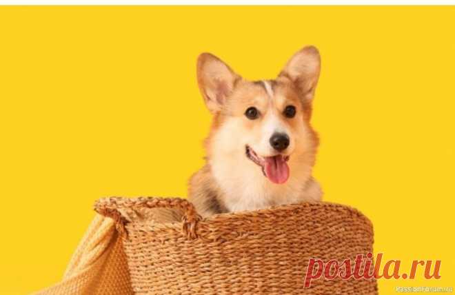 10 «сюрпризов», которые ждут вас в жизни с собакой Уборка станет вашим новым хоббиВы думаете, что знаете, что такое шерсть? Подождите, пока у вас появится собака. Она будет везде: в чашке, в ноутбуке, в ванной и даже на потолке. Пылесос станет вашим лучшим другом, а ролики для чистки одежды — вечными спутниками.Сюрприз: вы начнете...