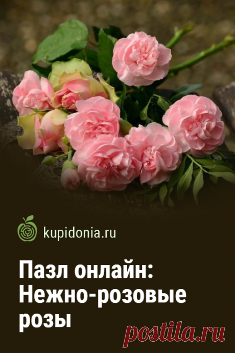Пазл онлайн: Нежно-розовые розы. Красивый пазл онлайн с нежными розовыми розами из серии «Садовые цветы». Собирайте пазлы на сайте! Это отличная тренировка для мозга.