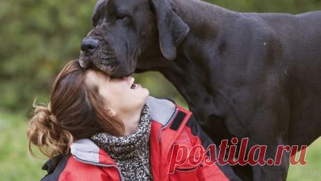 Дог (31 фото)