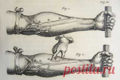 Интересные факты о мышцах  / Рукодельница