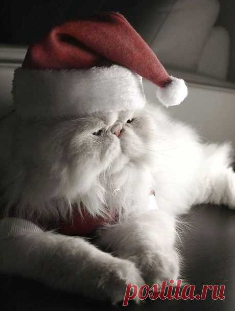 Ba-humbug! | Cutest Paw