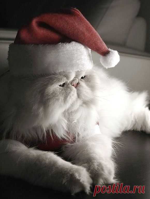 Ba-humbug! | Cutest Paw