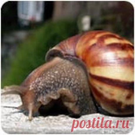 Улитка Ахатина, содержание, кормление, разможение, фото.