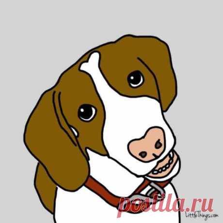 Собачьи секреты