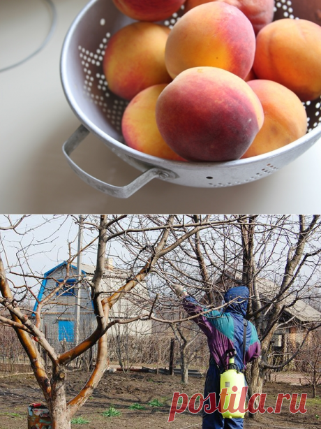 Курчавость листьев персика: лечение и профилактика