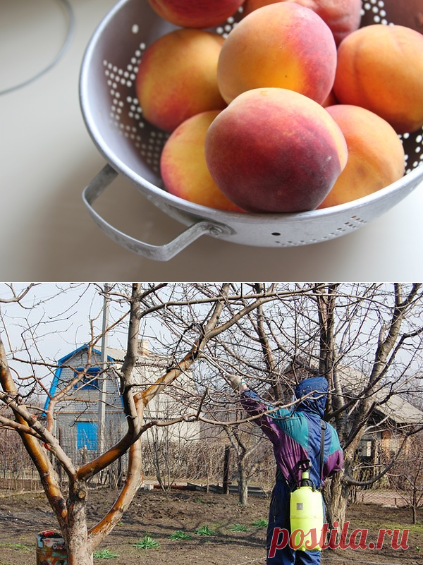 Курчавость листьев персика: лечение и профилактика