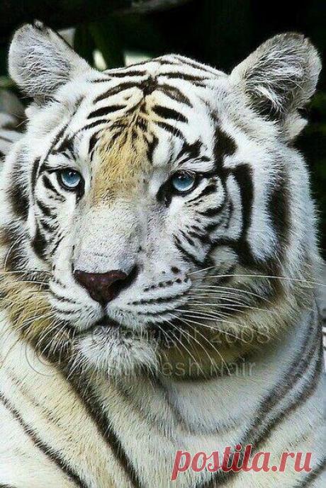 ♥ ЖИВОТНЫЕ ♥ ПРИРОДА ♥