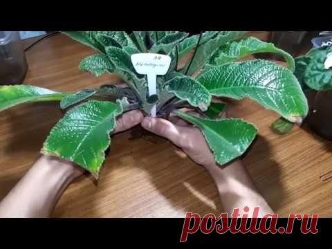 Пересадка и омоложение стрептокарпусов