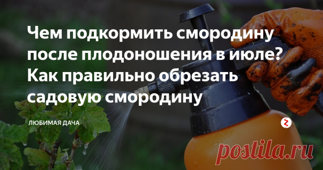 Чем подкормить смородину после плодоношения в июле? Как правильно обрезать садовую смородину Много сил отдает смородина своим ягодкам, и после плодоношения часто выглядит измученной. Листья обмельчали и некоторые пожелтели. Нельзя ее бросать в таком состоянии, иначе в будущем году урожай будет слабый. Ведь его закладка происходит во второй половине лета.
Смородина - одна из чемпионок по содержанию витамина С. Я обязательно заготавливаю ее на зиму в разных видах. Замораживаю ягоды, варю ва