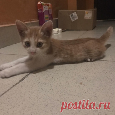 Краснодар!Мальчик, 1,5 месяца. Очень ласковый! игривый! здоровый! есть возможность привести в удобное вам место!!! Кушает все. Обработан от глистов, клещей и блох.+7918380-96-95