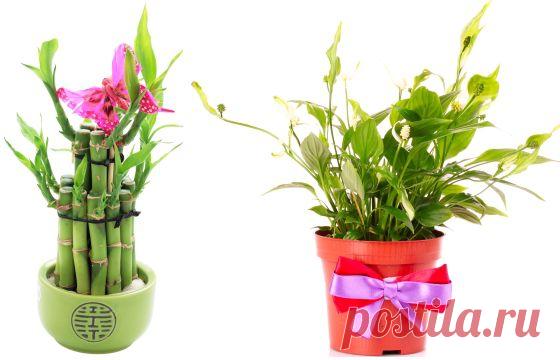 Комнатные растения, приносящие счастье / UniverseWomen.ru - Вселенная Женщин