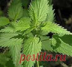 Компост из крапивы.
