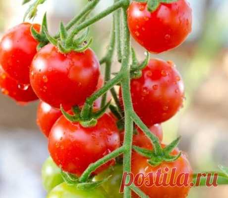 Томаты черри - на шпалере