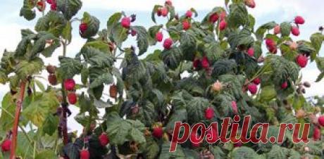 Подкормки ремонтантной малины весной, летом и осенью - Дачные советы.ру