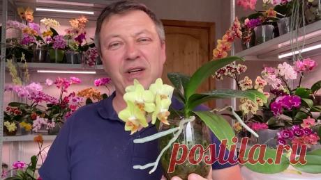 ПЕРЕСАДКА ОРХИДЕИ ПОДРОБНО после покупки и ЧЕМ ЛУЧШЕ обработать корни орхидей