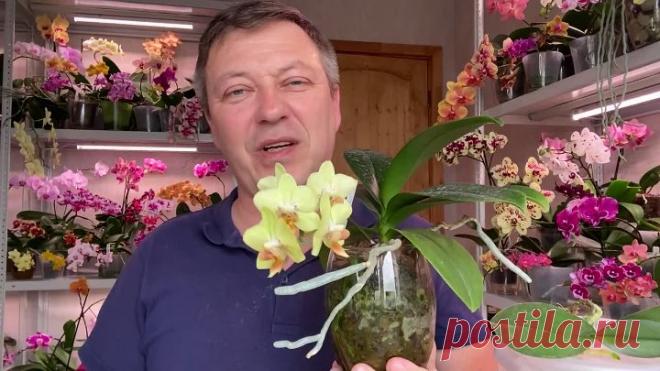 ПЕРЕСАДКА ОРХИДЕИ ПОДРОБНО после покупки и ЧЕМ ЛУЧШЕ обработать корни орхидей