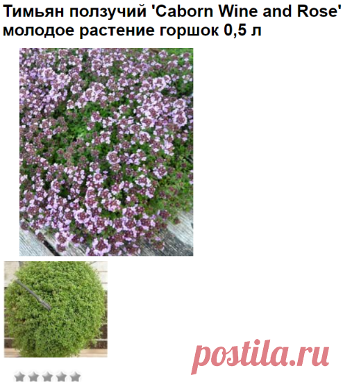 Тимьян ползучий 'Caborn Wine and Rose'