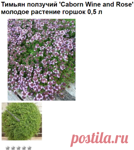Тимьян ползучий 'Caborn Wine and Rose'
