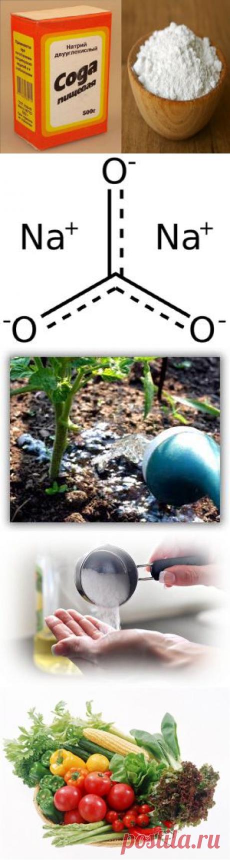 Применение соды в саду | Для дачников.ру