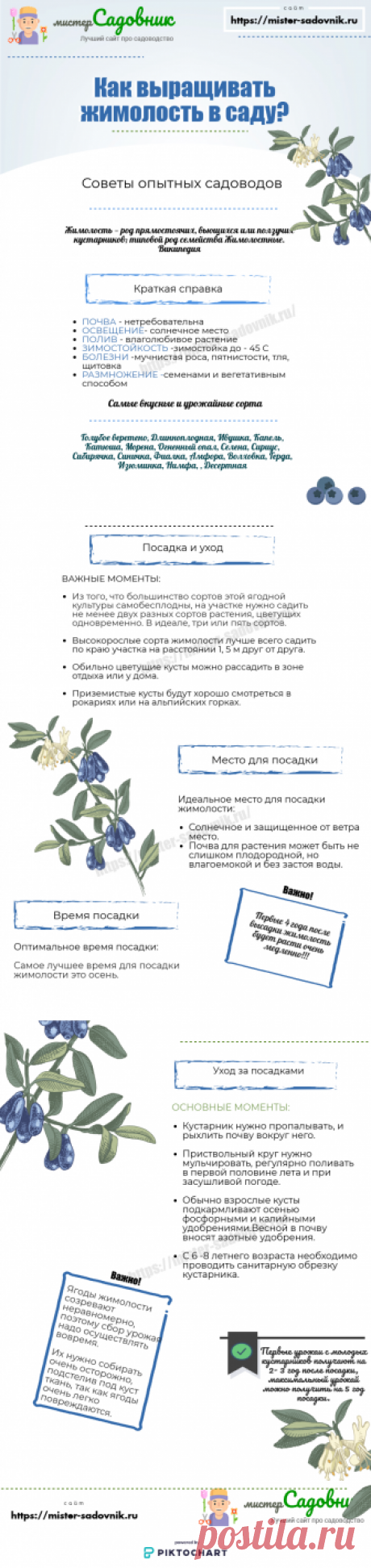 Как выращивать жимолость на даче или садовом участке правильно?