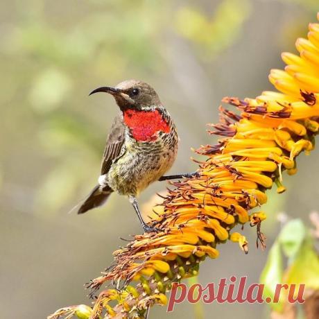 Дикие животные Африки на снимках Стивена Довера