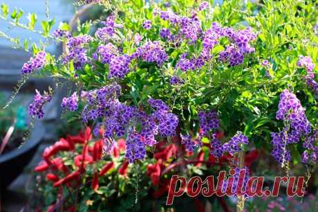 Комнатное растение Дуранта (Duranta). Невысокий кустарник, произрастающий на территории Флориды, Мексики, Бразилии. Назван в честь врача и ботаника Кастора Дурантеса (XVI в.). Дуранты очень часто используются для озеленения объемных помещений, интерьеров, холлов. Лилово-голубые цветки многочисленные, небольшого размера, собраны в кистевидные соцветия, появляются на концах ветвей. Крону растения рекомендуется формировать с помощью прищипки и обрезки.