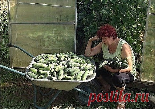 Сначала ждешь первого огурчика... как манны небесной!
А потом они наступают - как враги!..
