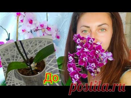От Этой дешёвой таблетки ОРХИДЕЯ перестанет ГНИТЬ, Она захочет ЖИТЬ
