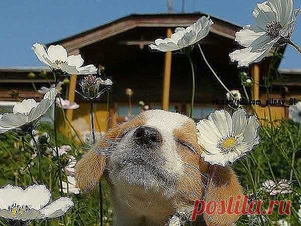 солнышко
