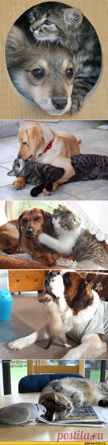 КОШКА С СОБАКОЙ.