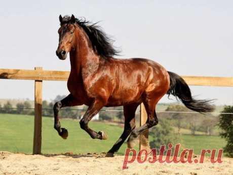 Cavalo Lusitano, um dos mais belos do mundo | ncultura