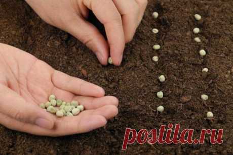 Как правильно сажать горох в открытый грунт семенами.