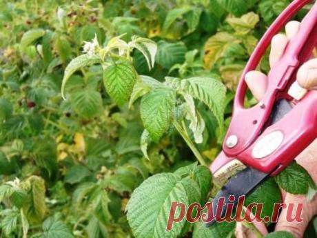 Как обрезать малину осенью?