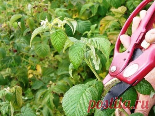 Как обрезать малину осенью?