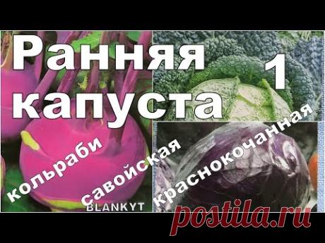 РАННИЕ И РАЗНЫЕ КАПУСТЫ. 1. Посев и всходы. Кольраби, савойская, краснокочанная - YouTube