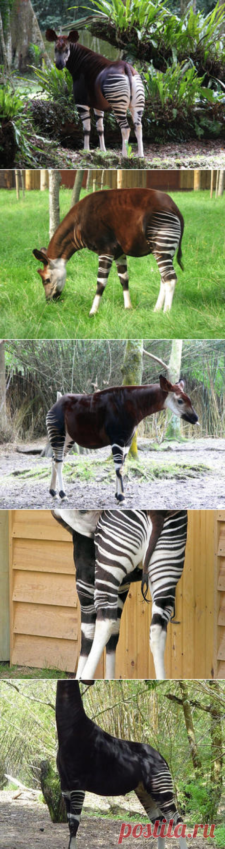 Смотреть изображения окапи | Зооляндия