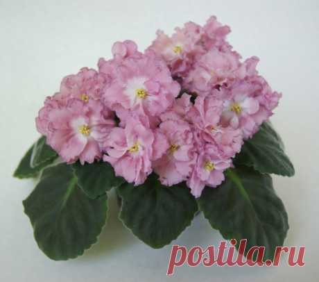 Нежные ФИАЛКИ ⛅ I ♥ Flowers #Лиля_Федосеева