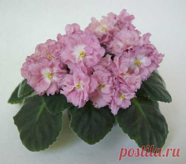 Нежные ФИАЛКИ ⛅ I ♥ Flowers #Лиля_Федосеева