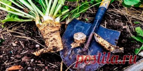 Когда выкапывать хрен - Сад и огород