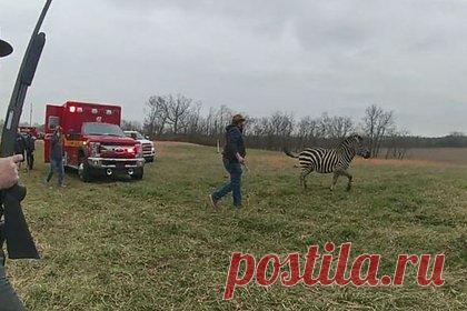 В США полиция застрелила напавшую на хозяина зебру. В штате Огайо, США, полицейские застрелили зебру из дробовика. Сбежавшее животное бросалось на людей и автомобили. Парнокопытное, которое считается спокойным, едва не откусило руку своему хозяину. Прибывшие на место офицеры не нашли иного пути решения проблемы, кроме как застрелить зебру.