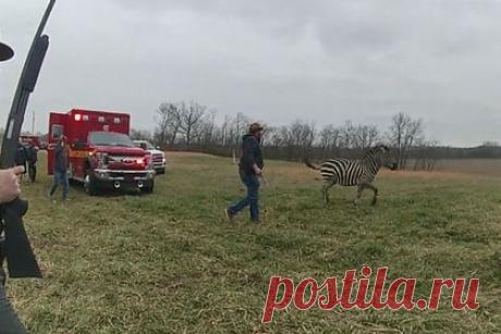 В США полиция застрелила напавшую на хозяина зебру. В штате Огайо, США, полицейские застрелили зебру из дробовика. Сбежавшее животное бросалось на людей и автомобили. Парнокопытное, которое считается спокойным, едва не откусило руку своему хозяину. Прибывшие на место офицеры не нашли иного пути решения проблемы, кроме как застрелить зебру.