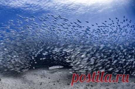 Конкурс подводной фотографии Ocean Art 2020