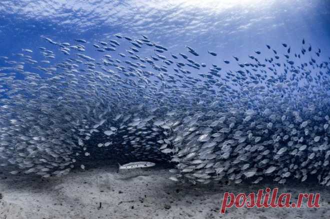 Конкурс подводной фотографии Ocean Art 2020