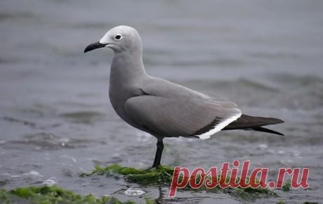 "Серая чайка (Leucophaeus modestus) в тине" — card from user irinaz7131 in Yandex.Collections