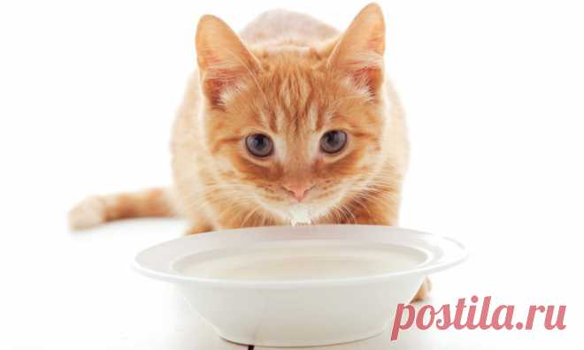 Какие крупы можно давать кошкам вместе с мясом или рыбой, кормят ли котят манной кашей?