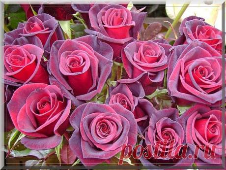 Красивые Цветы  Для Тебя