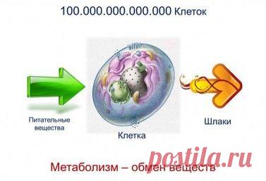 Нарушение обмена веществ - Медик на дому