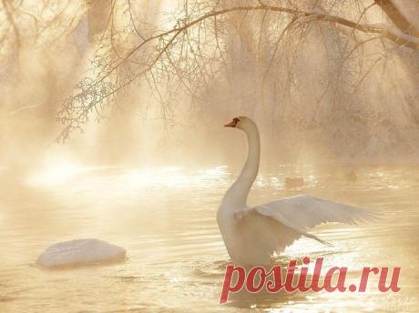 Схема вышивки «№1047872» - Вышивка крестом